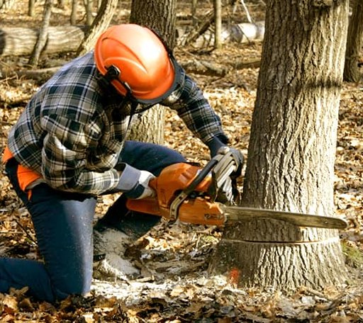 Tree Removal in Cunningham, KS